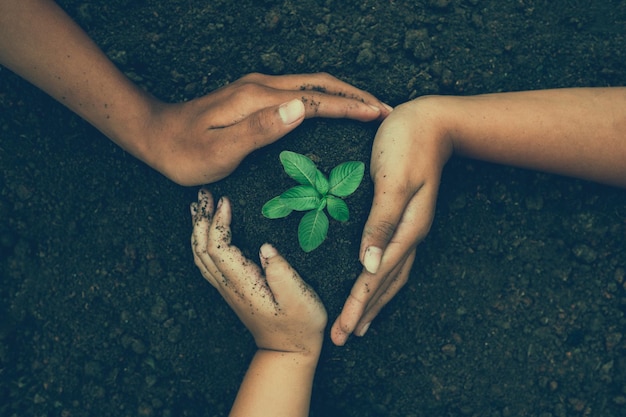 Umwelt Tag der Erde In den Händen von Bäumen wachsende Setzlinge Bokeh grüner Hintergrund Weibliche Hand