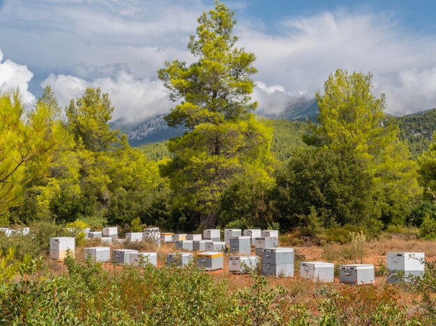 Umweltfreundliches Bienenhaus in einem Pinienwald auf der Insel Euböa in Griechenland