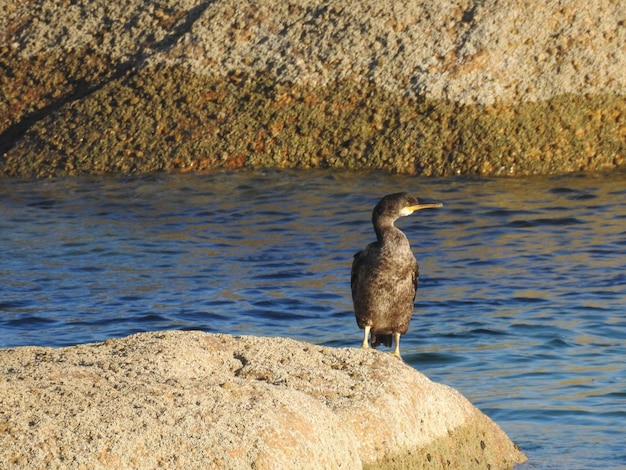 Un cormoran tomando el sol en las rocas del mar