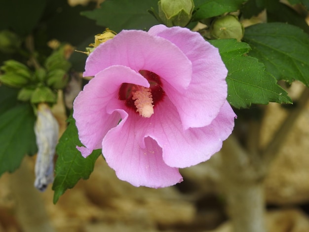 Foto un hibiscus de color rosa (also bekannt als unhibiscus rosa)