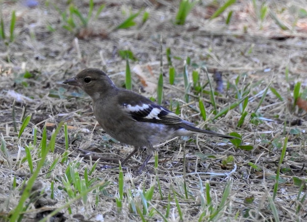 Un pajaro pinzon na hierarquia seca