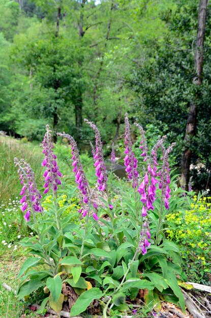 La uña de zorro Digitalis purpurea en flor