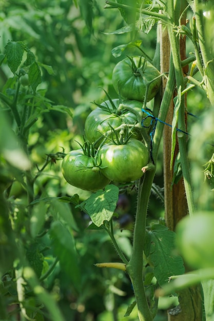 Unausgereifte Bio-Tomatenpflanze Tomaten, die an der Rebe wachsen