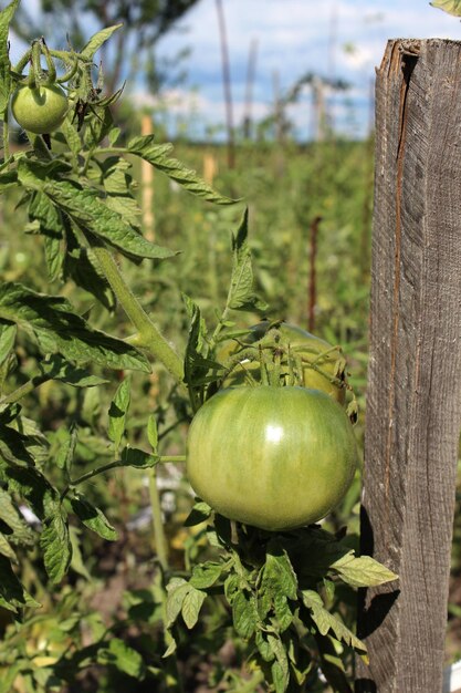 Unausgereifte frische grüne Tomate Dorfmarkt organische Tomate mit grünem unscharfem Hintergrund