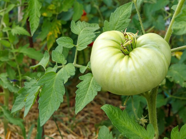 Unausgereifte grüne Tomate, die auf Busch im Garten wächst