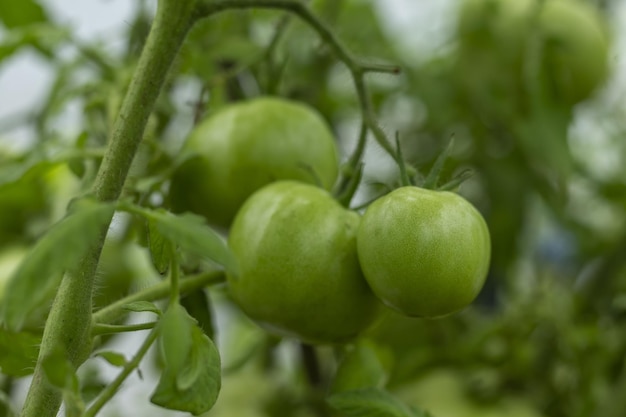 Unausgereifte grüne Tomaten auf einem Ast Umweltfreundliches Gemüse