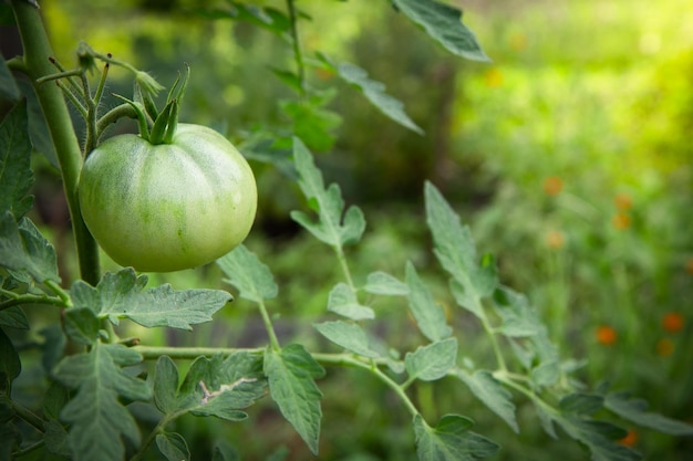 Unausgereifte grüne Tomaten, die im Garten auf Sträuchern wachsen