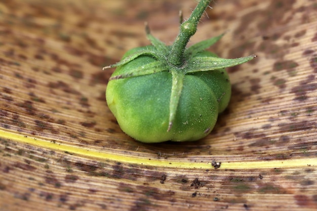 Unausgereifte grüne Tomaten im Garten