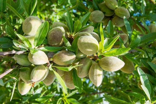 Unausgereifte Mandel auf der Niederlassung des Baums in Sizilien, Italien