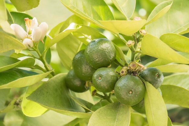 Unausgereifte Orange, die im Baum wächst