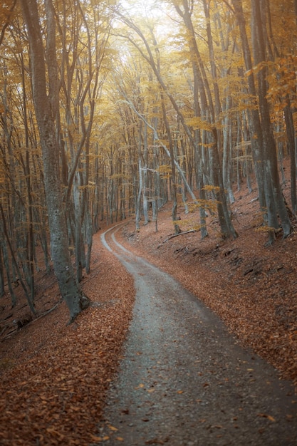 Unbefestigte Straße im herbstlichen gelben Wald