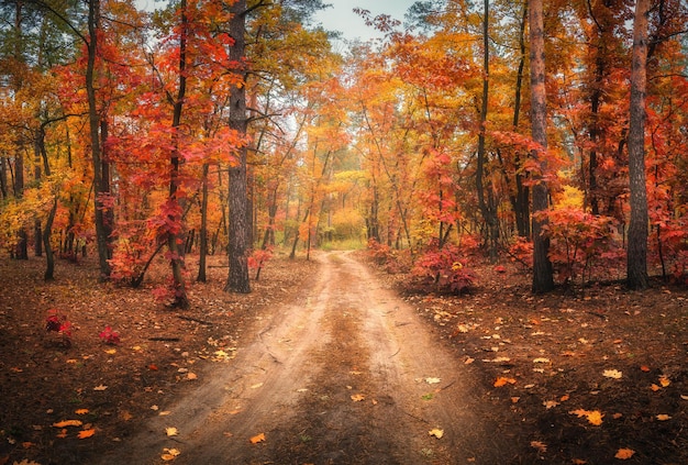 Unbefestigte Straße im Herbstwald im Nebel Roter nebliger Wald