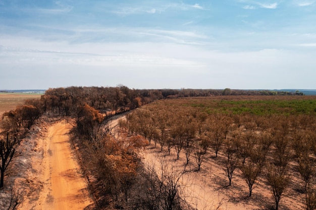 Unbefestigte Straße neben Orangenplantage mit einigen Pflanzen, die durch Feuer verbrannt wurden Blick von der Drohne