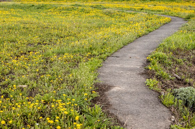 unbefestigter Feldweg geht durch eine schöne Wiese und Bäume