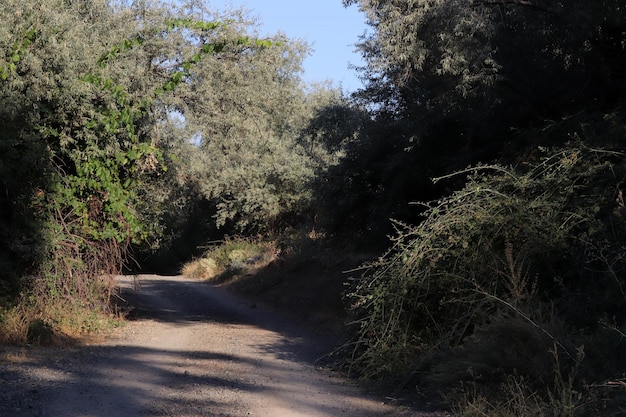 Unbefestigter Weg durch die Gärten