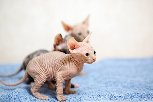 Unbehaarte Sphinxkatzen.