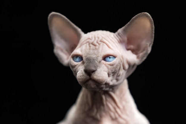 Unbehaartes Kätzchen der kanadischen Sphynx-Katzenrasse blauer Nerz mit weißer Farbe auf schwarzem Hintergrund