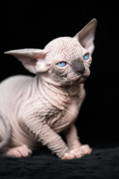 Unbehaartes Kätzchen des kanadischen Sphynx-blauen Nerzes mit weißer Farbe, der auf schwarzem Velourshintergrund sitzt