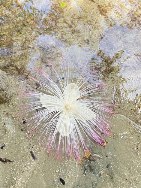 Foto unbekannte blume schweben über dem meer