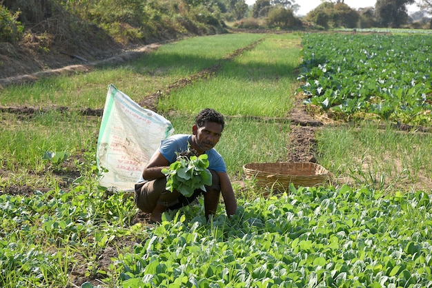 Unbekannter indischer Landarbeiter, der Kohl auf dem Feld pflanzt und ein Bündel kleiner Kohlpflanze in Händen auf dem Bio-Bauernhof hält.