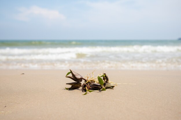 Unbekannter Spross schwebte aus dem Meer.