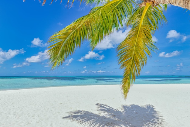 Unberührter Strand. Panoramische Landschaftsansicht des weißen sandblauen Meerwassers unter Palmblatthintergrund