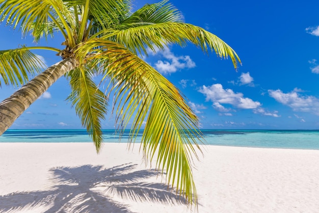 Unberührter Strand. Panoramische Landschaftsansicht des weißen sandblauen Meerwassers unter Palmblatthintergrund