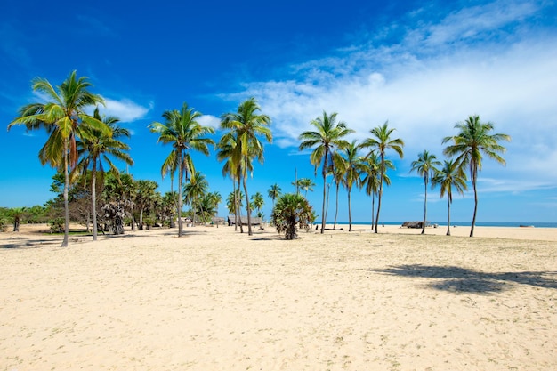 Unberührter tropischer Strand in Sri Lanka