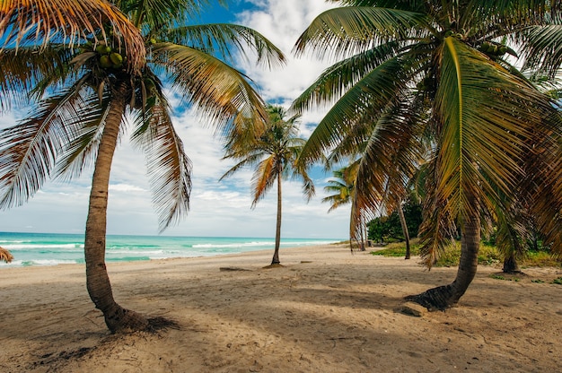 Unberührter tropischer Strand mit Palmen