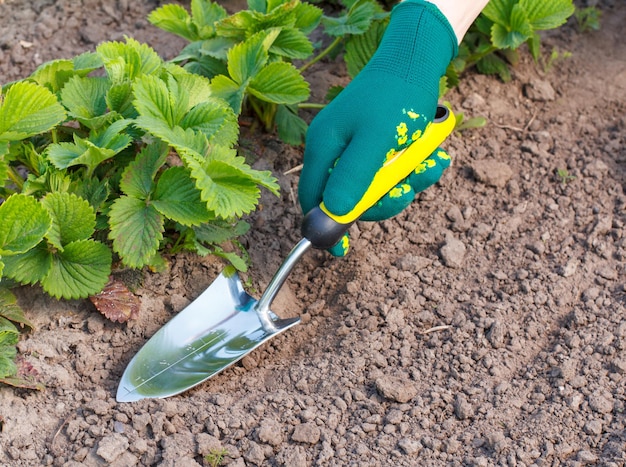 und mit einem Handschuh bekleidete Gartenkelle in der Hand schaufelt Erde um den Erdbeerstrauch