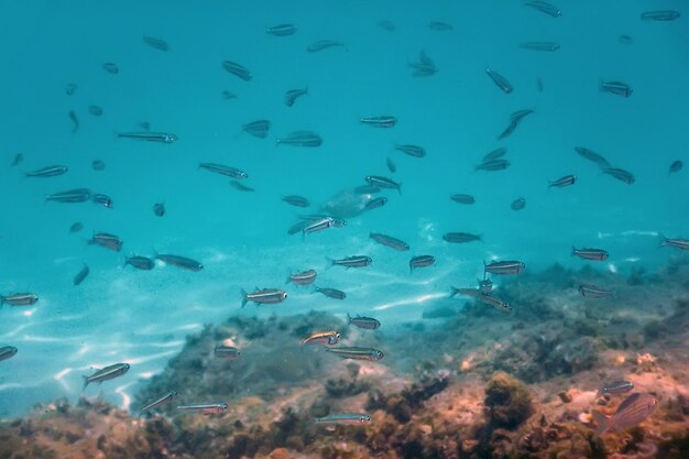 Underwater Scene Sunlight, fish Underwater Life.