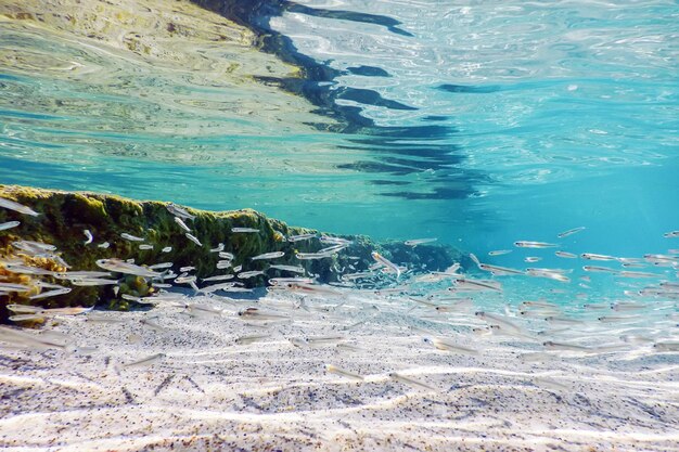 Underwater Scene Sunlight, fish Underwater Life.