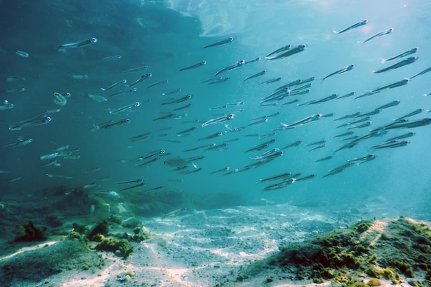 Underwater Scene Sunlight, fish Underwater Life.