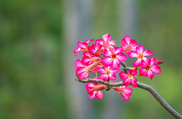 Undeutliche grüne Blätter des rosa Blumen- oder Adeniumhintergrundes.