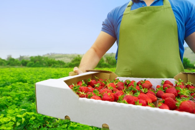 Unerkennbarer Mann, der einen Kasten mit frischen reifen Erdbeeren in archiviert hält