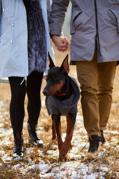 Unerkennbares junges Paar mit Hundedobermann im Freien, Hunde in der Natur spazieren gehen