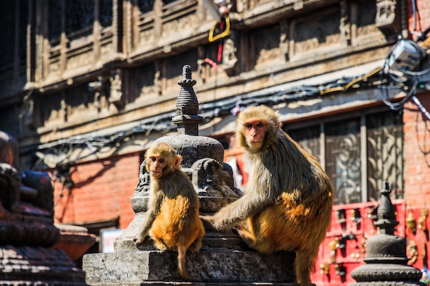 Foto unesco-weltkulturerbe swayambhunath affentempel der buddhisten und hindus in kathmandu nepal