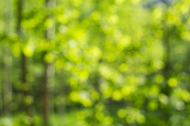 Unfokussierter grüner Wald mit Sonnenlicht