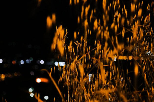 Foto unfokussiertes bild von gelbem gras mit dem nachtlicht des abstrakten hintergrunds der stadt