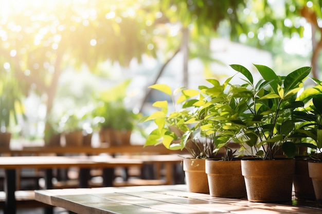 Unfokussiertes Bokeh und verschwommener Hintergrund von Gartenbäumen in einem Café mit Sonnenlicht