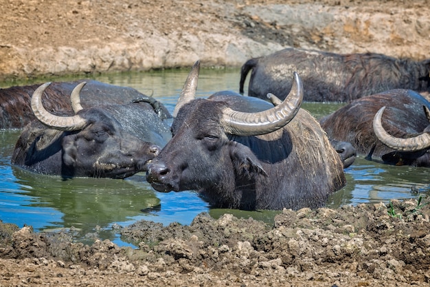 Foto ungarische wasserbüffel, die im wasser ruhen