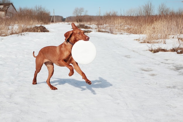 Ungarischer Vizsla-Hund für einen Spaziergang