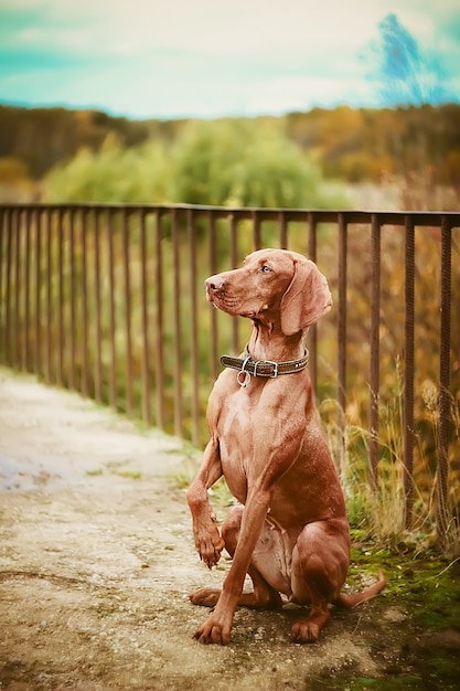 Ungarischer Vizsla-Hund