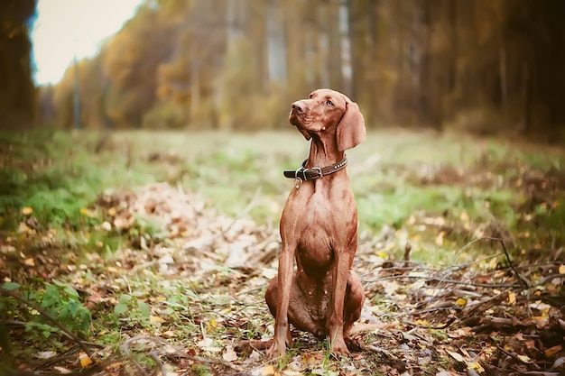 Ungarischer Vizsla-Hund