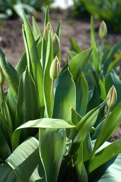 Ungeblasene Tulpen, die am Garten wachsen