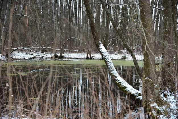 Ungefrorener Sumpfwaldsee im Winter