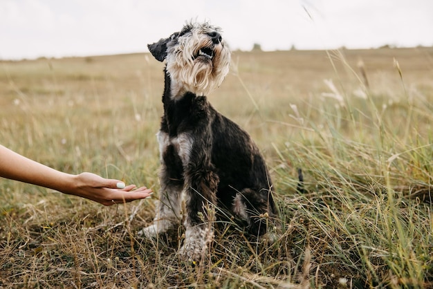 Ungehorsamer Hund weigert sich, eine Pfote zu geben Frau bittet den Hund, eine Pfeife zu geben