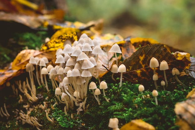 Ungenießbare giftige Pilze im Wald zwischen trockenen Laub im Herbst