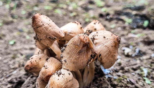 Ungenießbare Giftpilze Pilze auf der Wiese