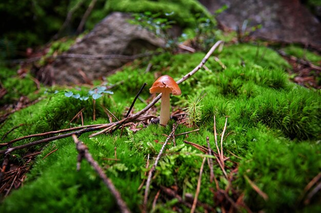 Ungenießbare Pilze im Wald zwischen Mooszweigen und Nadelnadeln